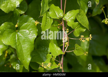 Gewöhnliche Schmerzwurz, Blüten, Tamus Communis, schwarz-Zaunrübe Stockfoto