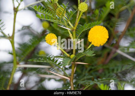 Schreckliche Akazie, tun, Dorn, Acacia Karroo, Acacia Karoo, Acacia Horrida, Vachellia Karroo, Vachellia Horrida, Mimosa Horrida, süße Dorn, Soet Stockfoto