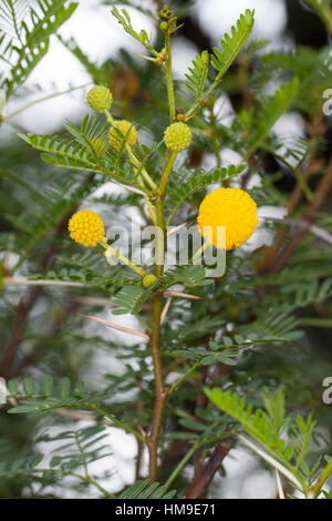 Schreckliche Akazie, tun, Dorn, Acacia Karroo, Acacia Karoo, Acacia Horrida, Vachellia Karroo, Vachellia Horrida, Mimosa Horrida, süße Dorn, Soet Stockfoto