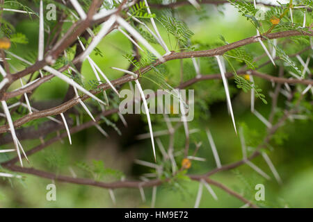 Schreckliche Akazie, tun, Dorn, Acacia Karroo, Acacia Karoo, Acacia Horrida, Vachellia Karroo, Vachellia Horrida, Mimosa Horrida, süße Dorn, Soet Stockfoto