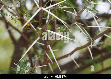 Schreckliche Akazie, tun, Dorn, Acacia Karroo, Acacia Karoo, Acacia Horrida, Vachellia Karroo, Vachellia Horrida, Mimosa Horrida, süße Dorn, Soet Stockfoto