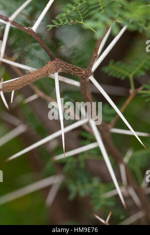 Schreckliche Akazie, tun, Dorn, Acacia Karroo, Acacia Karoo, Acacia Horrida, Vachellia Karroo, Vachellia Horrida, Mimosa Horrida, süße Dorn, Soet Stockfoto