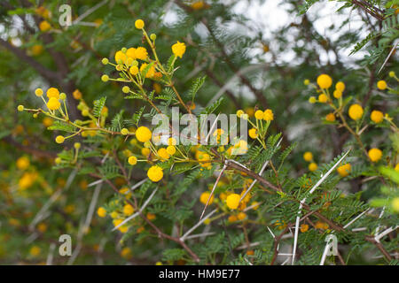 Schreckliche Akazie, tun, Dorn, Acacia Karroo, Acacia Karoo, Acacia Horrida, Vachellia Karroo, Vachellia Horrida, Mimosa Horrida, süße Dorn, Soet Stockfoto