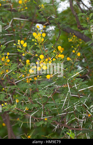 Schreckliche Akazie, tun, Dorn, Acacia Karroo, Acacia Karoo, Acacia Horrida, Vachellia Karroo, Vachellia Horrida, Mimosa Horrida, süße Dorn, Soet Stockfoto