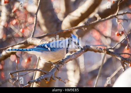 Bluejay, Cyanocitta Cristata, thront auf einem Crapapple Baum, Malus. Oklahoma, USA. Stockfoto