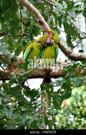 Ein paar am wilden große grüne Ara auf dem Baum im Norden von Costa Rica Stockfoto