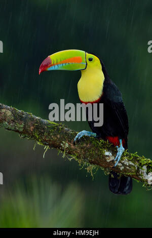 Kiel - Billed Toucan im tropischen Regenwald von Costa Rica Stockfoto