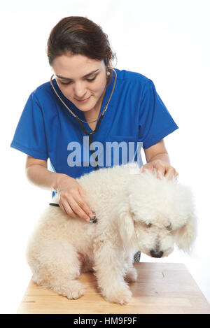 Tierarzt-Mädchen mit Französisch Pudelhund den Herzschlag überprüfen Stockfoto