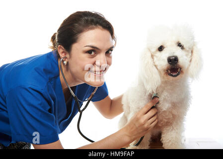 Tierarzt mit Französisch Pudelhund auf weißem Hintergrund Stockfoto