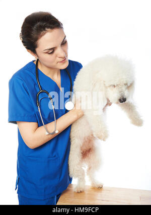 weißer Pudelhund in Veterinärmedizin auf Scheck mit Krankenschwester isoliert Stockfoto