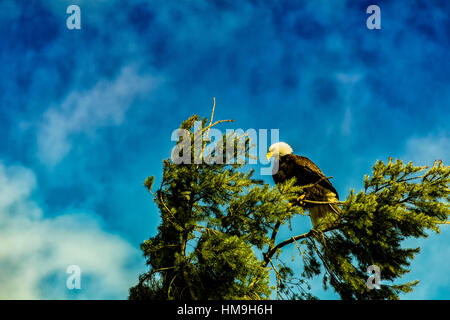 Tierwelt in Delta - sieht einsam Weißkopf-Seeadler nach unten, von oben der Tanne 7. Stockfoto
