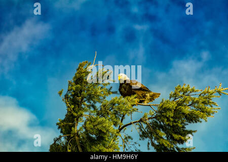 Tierwelt in Delta - sieht einsam Weißkopf-Seeadler nach unten, von oben von der Tanne tree1. Stockfoto