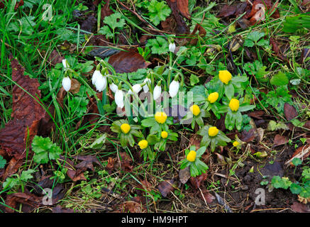 Schneeglöckchen und Winter Aconites in einem englischen Landhaus-Kirchhof. Stockfoto