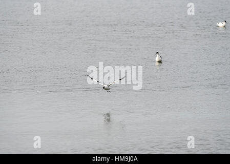 Fliegende Avocet (Recurvirostra avosetta) Stockfoto