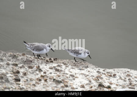 Zwei überwinternden Sanderlinge (Calidris Alba) auf Nahrungssuche am Ufer Stockfoto