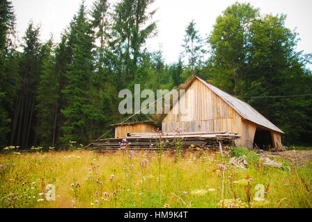 hölzerne Scheune im Wald Stockfoto