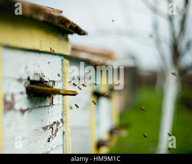 Bienen fliegen rund um den Bienenstock Stockfoto