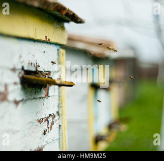 Bienen fliegen rund um den Bienenstock Stockfoto