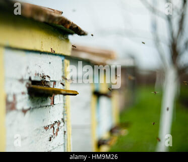 Bienen fliegen rund um den Bienenstock Stockfoto