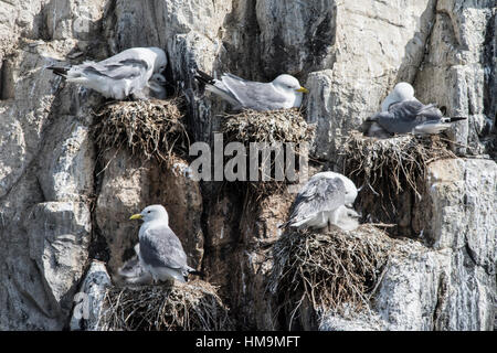 Dreizehenmöwen nisten auf Grundnahrungsmittel Insel, Nordsee Stockfoto