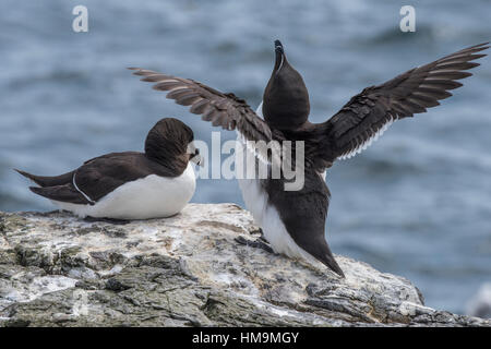 Tordalken umwerben, Alca torda Stockfoto