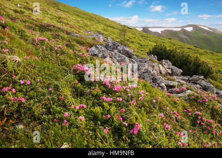 Die Hänge der Berge mit blühenden Rhododendren bedeckt. Karpaten. Stockfoto