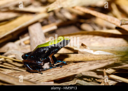 Sehr schöne endemische Frosch Klettern Mantella (Mantella Laevigata), Arten von kleiner Frosch in der Mantellidae-Familie. Nosy Mangabe, Madagaskar Fauna und Stockfoto