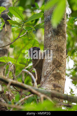 weibliche gescheckte Lemur (Eulemur Albifrons) auf Ast im Regenwald von Madagaskar. Nosy Mangabe Waldreservat. Madagaskar-Natur und Wildnis Stockfoto