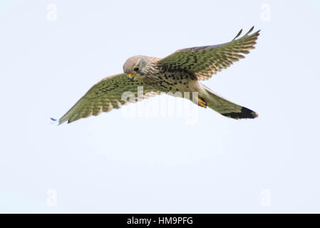 Turmfalken (Falco Tinnunculus) schwebt, Nationalpark Neusiedler See, Seewinkel, Burgenland, Österreich Stockfoto