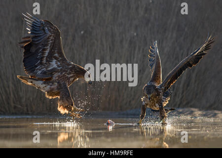 Seeadler (Haliaeetus Horste), jungen Adler kämpfen über Fisch Kadaver im flachen Wasser, Fischteich Stockfoto