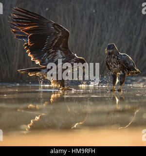 Adler (Haliaeetus Horste), jungen Adler kämpfen über Kadaver eines Fisches im flachen Wasser, Fischteich, Nationalpark Kiskunság Stockfoto