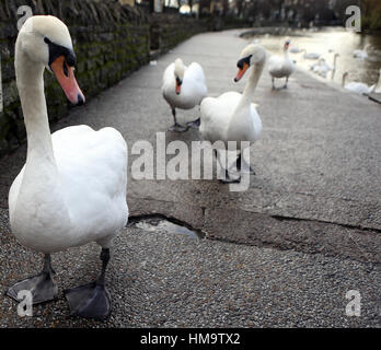 Schwäne auf einem Treidelpfad an der Themse in Windsor, Berkshire, wie zwei Schwäne gestorben sind, nach zwölf in der Nähe von Windsor Castle gedreht wurden. Stockfoto