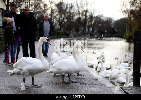 Schwäne auf einem Treidelpfad an der Themse in Windsor, Berkshire, wie zwei Schwäne gestorben sind, nach zwölf in der Nähe von Windsor Castle gedreht wurden. Stockfoto