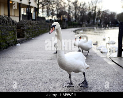 Schwäne auf einem Treidelpfad an der Themse in Windsor, Berkshire, wie zwei Schwäne gestorben sind, nach zwölf in der Nähe von Windsor Castle gedreht wurden. Stockfoto