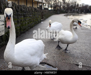 Schwäne auf einem Treidelpfad an der Themse in Windsor, Berkshire, wie zwei Schwäne gestorben sind, nach zwölf in der Nähe von Windsor Castle gedreht wurden. Stockfoto