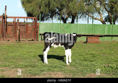 Kleines Kalb Leder schwarz und weiß in einem Bauernhaus Stockfoto