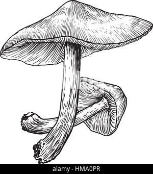 Pilz-Abbildung Zeichnung, Gravur, Strichzeichnungen, Stock Vektor