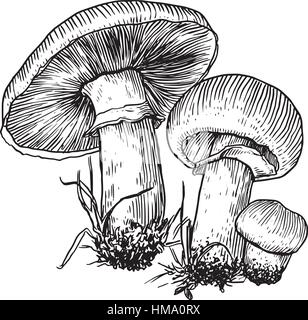 Champignon Pilz Illustration Zeichnung, Gravur, Strichzeichnungen Stock Vektor