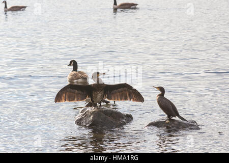 Cumbria, UK. 1. Februar 2017. UK bewölkt am Lake Windermere Sonne Kormorane rauskommt genießen Sonnenbaden Credit: Gordon Shoosmith/Alamy Live News Stockfoto