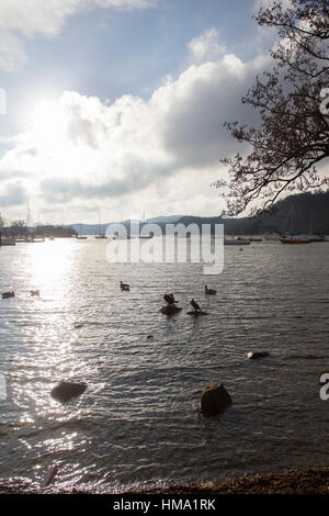 Cumbria, UK. 1. Februar 2017. UK bewölkt am Lake Windermere Sonne Kormorane rauskommt genießen Sonnenbaden Credit: Gordon Shoosmith/Alamy Live News Stockfoto