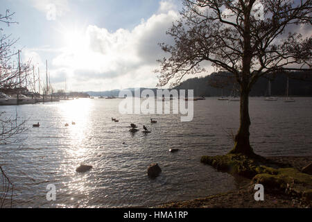 Cumbria, UK. 1. Februar 2017. UK bewölkt am Lake Windermere Sonne Kormorane rauskommt genießen Sonnenbaden Credit: Gordon Shoosmith/Alamy Live News Stockfoto