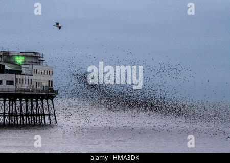 Blackpool, Lancashire, UK Wetter. 1. Februar 2017. Sonnenuntergang & Stare über die irische See und North Pier. Zehntausende von Stare erscheinen in der Abenddämmerung, im Schutz der Eisenwerke in den viktorianischen Pier Burg wo sie sicher vor Raubtieren sind. Bei Windstille und Ebbe steigen sie am Strand, (ein außerordentlich seltenes Phänomen), in eine große schwarze Gruppe wartet auf den passenden Moment, um gemeinsam zur Burg gehen. Kredite; MediaWorldImages/AlamyLiveNews. Stockfoto