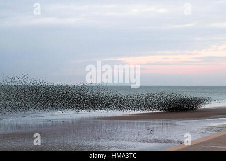 Blackpool, Lancashire, UK Wetter. 1. Februar 2017. Sonnenuntergang und Schwärme von Staren über die Irische See und North Pier. Zehntausende von Staren erscheinen in der Dämmerung im Schutz der Eisenverarbeitung in der viktorianischen Pier, wo Sie vor Räubern sicher sind auf Roost. Unter bestimmten Bedingungen, Ebbe und Flut, die sie am Strand steigen, (eine außerordentlich seltene Phänomen), in einem großen, schwarzen Gruppe wartet auf den richtigen Moment für den Kollektiv klicken Sie auf Roost. Kredit; MediaWorldImages/AlamyLiveNews. Stockfoto