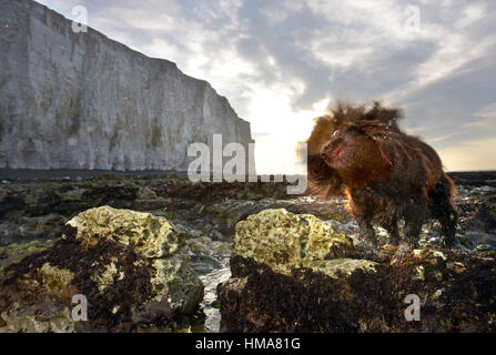 Birling Gap, East Sussex. 2. Februar 2017. Nassen Cocker Spaniel, Fudge, bei Sonnenaufgang unter den Klippen bei Birling Gap, der berühmten Küste von Sussex. Bildnachweis: Peter Cripps/Alamy Live-Nachrichten Stockfoto