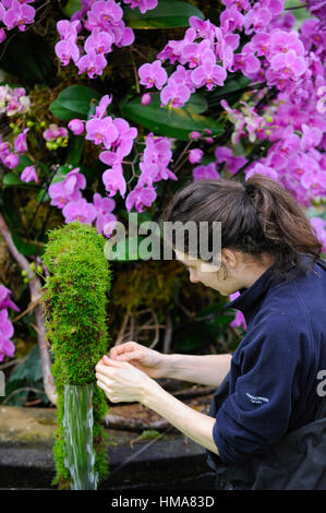 London, UK. 2. Februar 2017. Ein Kew Mitarbeiter legt den letzten Schliff auf die Displays in Kew Garden jährliche Orchid Festival feiert in diesem Jahr lebendige und farbenfrohe Kultur Indiens. Das Festival läuft vom 4 Februar bis 5. März 2017. Bildnachweis: Stephen Chung/Alamy Live-Nachrichten Stockfoto