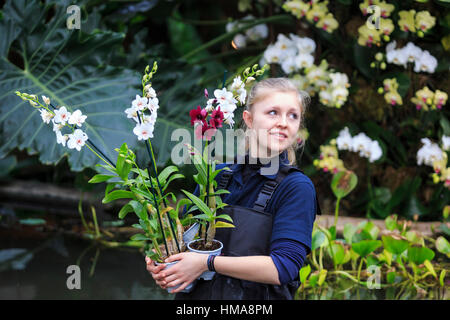 London, UK. 2. Februar 2017. Kew Diplom Student Ailsa Kemp arbeiten auf eine Orchidee Display. Presse-Preview der Kew Gardens 2017 Orchideen Festival, das für die Öffentlichkeit am Samstag, 4. Februar in der Princess of Wales Conservatory öffnet. Das 22. jährliche Kew Orchid Festival ist eine bunte Feier von Indiens lebendige Pflanzen und Kultur. Es dauerte Kew-Mitarbeiter und freiwillige 1.600 Stunden zu schaffen. 3.600 Orchideen sind bis zum 5. März 2017 zu sehen. Bildnachweis: Lebendige Bilder/Alamy Live-Nachrichten Stockfoto