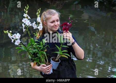 London, UK. 2. Februar 2017. Kew Diplom Student Ailsa Kemp arbeiten auf eine Orchidee Display. Presse-Preview der Kew Gardens 2017 Orchideen Festival, das für die Öffentlichkeit am Samstag, 4. Februar in der Princess of Wales Conservatory öffnet. Das 22. jährliche Kew Orchid Festival ist eine bunte Feier von Indiens lebendige Pflanzen und Kultur. Es dauerte Kew-Mitarbeiter und freiwillige 1.600 Stunden zu schaffen. 3.600 Orchideen sind bis zum 5. März 2017 zu sehen. Bildnachweis: Lebendige Bilder/Alamy Live-Nachrichten Stockfoto