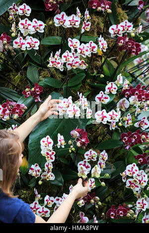 London, UK. 2. Februar 2017. Botanische Gärtnerin Hannah Button funktioniert auf einem Display der Phalaenopsis-Orchideen. Presse-Preview der Kew Gardens 2017 Orchideen Festival, das für die Öffentlichkeit am Samstag, 4. Februar in der Princess of Wales Conservatory öffnet. Das 22. jährliche Kew Orchid Festival ist eine bunte Feier von Indiens lebendige Pflanzen und Kultur. Es dauerte Kew-Mitarbeiter und freiwillige 1.600 Stunden zu schaffen. 3.600 Orchideen sind bis zum 5. März 2017 zu sehen. Bildnachweis: Lebendige Bilder/Alamy Live-Nachrichten Stockfoto