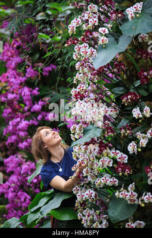 London, UK. 2. Februar 2017. Botanische Gärtnerin Hannah Button funktioniert auf einem Display der Phalaenopsis-Orchideen. Presse-Preview der Kew Gardens 2017 Orchideen Festival, das für die Öffentlichkeit am Samstag, 4. Februar in der Princess of Wales Conservatory öffnet. Das 22. jährliche Kew Orchid Festival ist eine bunte Feier von Indiens lebendige Pflanzen und Kultur. Es dauerte Kew-Mitarbeiter und freiwillige 1.600 Stunden zu schaffen. 3.600 Orchideen sind bis zum 5. März 2017 zu sehen. Bildnachweis: Lebendige Bilder/Alamy Live-Nachrichten Stockfoto