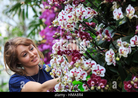 London, UK. 2. Februar 2017. Botanische Gärtnerin Hannah Button funktioniert auf einem Display der Phalaenopsis-Orchideen. Presse-Preview der Kew Gardens 2017 Orchideen Festival, das für die Öffentlichkeit am Samstag, 4. Februar in der Princess of Wales Conservatory öffnet. Das 22. jährliche Kew Orchid Festival ist eine bunte Feier von Indiens lebendige Pflanzen und Kultur. Es dauerte Kew-Mitarbeiter und freiwillige 1.600 Stunden zu schaffen. 3.600 Orchideen sind bis zum 5. März 2017 zu sehen. Bildnachweis: Lebendige Bilder/Alamy Live-Nachrichten Stockfoto